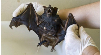 Adapar alerta para possível presença de morcegos com raiva na região